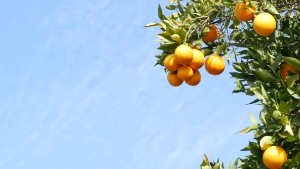 Pomarańczowy owoc cytrusowy na drzewie, Kalifornia USA. Wiosenny ogród, amerykańska plantacja gospodarstw rolnych, ogrodnictwo zagrodowe. Soczyste świeże liście, egzotyczne tropikalne zbiory na gałęzi. Wiosenne niebo — Wideo stockowe