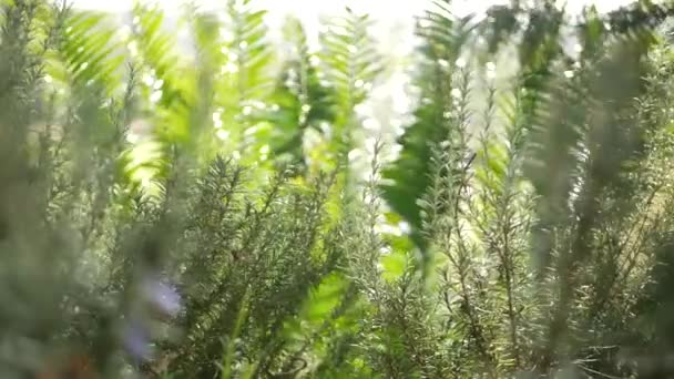 Rozemarijn salvia kruid in de tuin, Californië Verenigde Staten. Lente weide romantische sfeer, ochtend wind in delicate groen van aromatische salie. Lente verse natuurlijke botanische tuin of lea in zachte focus — Stockvideo