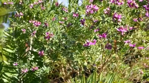 Myrtle leaf milkwort μωβ λουλούδι, Καλιφόρνια ΗΠΑ. Polygala myrtifolia άνοιξη ανθίσει. Σπιτική κηπουρική, αμερικάνικη διακοσμητική βοτανική ατμόσφαιρα. Άνθη άνοιξη βιολέτας — Αρχείο Βίντεο