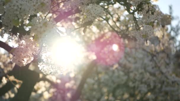 Primavera flor branca de cerejeira, Califórnia, EUA. Delicadas flores de sakura concurso de pêra, maçã ou damasco. Primavera atmosfera romântica fresca, flor botânica pura, bokeh foco suave. — Vídeo de Stock