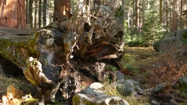 Корни упавшей секвойи, гигантский ствол секвойи в лесу. Выкорчеванные большие хвойные сосны лежат в национальном парке Северной Калифорнии, США. Защита окружающей среды и туризм. Старовозрастные леса — стоковое видео