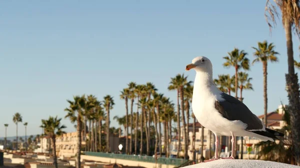 Mewa na drewnianych poręczach molo. Bird zamknąć w Oceanside. Do Kalifornii. Domy nad morzem. — Zdjęcie stockowe