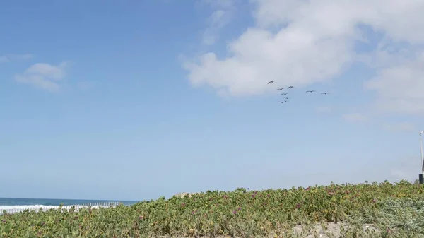 Pelicans volare in cielo, California costa pacifica USA. Uccelli e spiaggia dell'oceano. Stormo di pelecano in aria. — Foto Stock