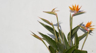Strelitzia cennet kuşu tropikal turna çiçeği, California USA. Portakal rengi egzotik çiçekler, beyaz duvarda gölgeler, bahçe işleri için doğal moda bitkiler. Los Angeles yaz atmosferi