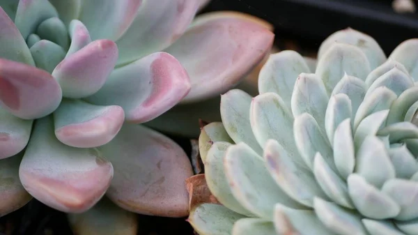 Coleção de plantas suculentas, jardinagem na Califórnia, EUA. Home projeto do jardim, diversidade de várias galinhas botânicas e pintos. Mistura variada de plantas ornamentais decorativas echeveria, floricultura — Fotografia de Stock