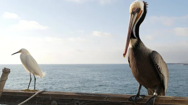 Kaliforniya 'daki iskele parmaklıklarında pelikan ve beyaz karlı akbalıkçıl. Okyanus sahili, kıyı balıkçıl kuşu.. — Stok fotoğraf