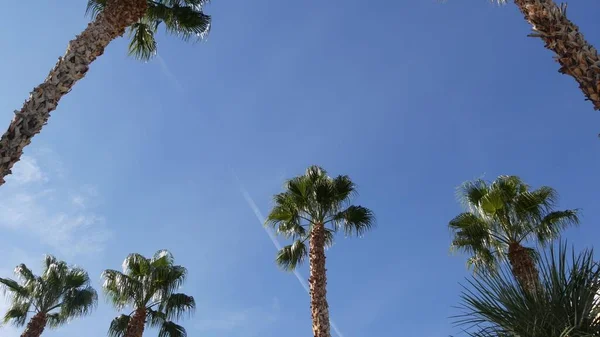 Palmeras en Los Ángeles, California, EE.UU. Estética veraniega de Santa Mónica y Venice Beach en el océano Pacífico. Cielo azul claro y palmeras icónicas. Atmósfera de Beverly Hills en Hollywood. LA vibraciones — Foto de Stock