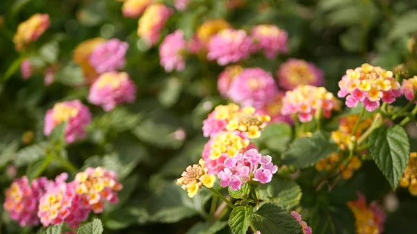 Lantara camara żółty różowy kwiat w ogrodzie Kalifornia USA. Umbelanterna wiosna czysty kolorowy kwiat, romantyczna atmosfera botaniczna delikatny delikatny delikatny kwiat. Wiosenne kolory światła. Świeży spokojny poranek — Zdjęcie stockowe