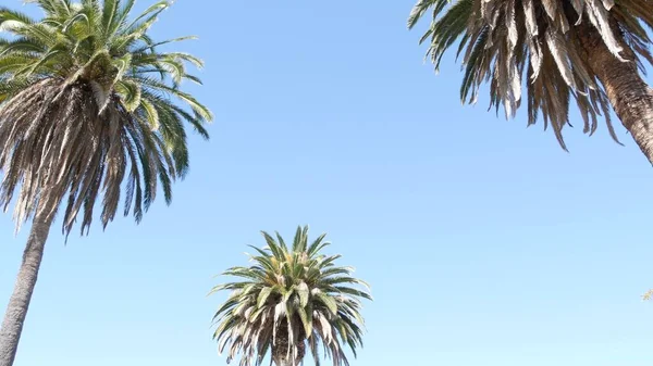 Palmeras en Los Ángeles, California, EE.UU. Estética veraniega de Santa Mónica y Venice Beach en el océano Pacífico. Cielo azul claro y palmeras icónicas. Atmósfera de Beverly Hills en Hollywood. LA vibraciones — Foto de Stock