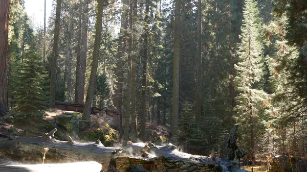 Fog rising in sequoia forest, fallen redwood trunks in old-growth wood. Misty morning in coniferous woodland, national park of Northern California, USA. Large uprooted pine trees, haze in sunlight — Stock Photo, Image