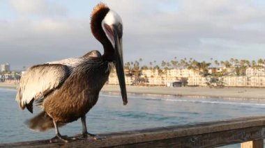Kaliforniya okyanus plajı, rıhtımdaki vahşi kahverengi pelikan. Kıyıdaki pelecanus, büyük kuş. Büyük gagalı.