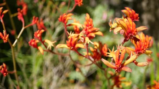 赤い猫またはカンガルーの足の花、カリフォルニア州、米国。Anigozanthos 2色の花を咲かせます。エキゾチックな熱帯オーストラリアの熱帯雨林植物の雰囲気。自然の鮮やかな植物、森や庭の緑のボケ — ストック動画