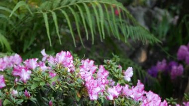 Kaliforniya, Orman 'da Azalea rhododendron mor çiçeği. Bahar sabahı atmosferi, narin mor çiçekler, yeşil eğrelti otu yaprakları. Bahar perisi botanik tahtadaki saf tazelik