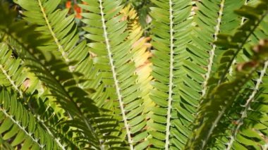 Cycad eğreltiotu yaprakları California, ABD 'de. Yeşil, sulu, doğal botanik yaprakları. Ensefalartos ya da zamiaceae dioon palmiye yeşilliği. Tropik yağmur ormanları orman atmosfer bahçesi tasarımı