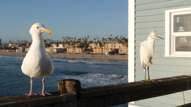 Vit snöig egret på pir räcken, Kalifornien USA. Havsstrand, havsvattenvågor. Kusthästrygg fågel — Stockvideo