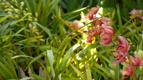 Yeşil yaprakların içinde çiçek açan orkide çiçeği. Zarif renkli çiçekli bir çiçek. Egzotik tropikal yağmur ormanı botanik atmosferi. Doğal bahçe canlı yeşillik cenneti estetiği. Dekoratif çiçekçilik — Stok video
