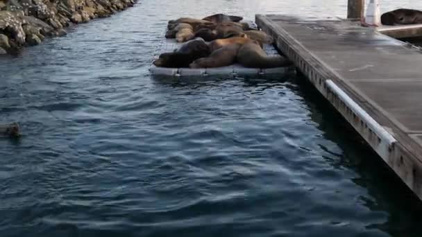 Новичок морских львов на пирсе, Калифорния, США. Дикая природа побережья Калифорнийского океана. Дикий тюлень. — стоковое видео