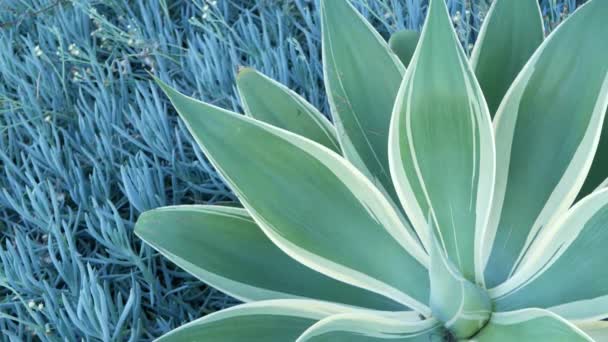 Blue agave leaves, succulent gardening in California USA. Home garden design, yucca century plant or aloe. Natural botanical ornamental mexican houseplants, arid desert floriculture. Calm atmosphere. — Stock Video