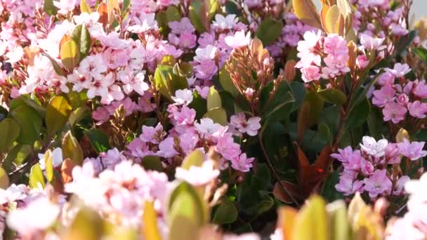 Hint şahini pembe çiçek, California USA. Rhaphiolepis ilkbahar taze çiçek, romantik botanik atmosfer, hassas doğal çiçek. Bahar yumuşak rengi, bahçe tasarımı ve dekoratif çiçekçilik. — Stok video