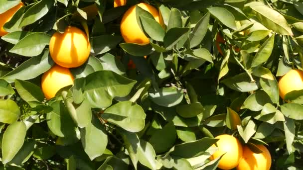 Cítricos naranjas en árbol, California, EE.UU. Jardín de primavera, plantación agrícola local americana, horticultura casera. Hojas frescas jugosas, cosecha tropical exótica en rama. Sol de primavera — Vídeos de Stock