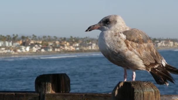 Fiskmås på räcken för träpirar. Fågel på nära håll i Oceanside. Kalifornien. Strandnära hus. — Stockvideo