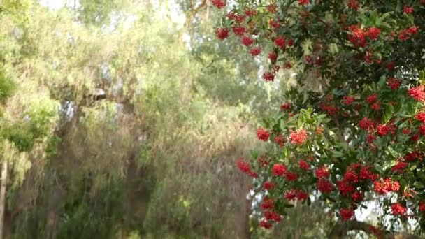 Baies rouges sur l'arbre, jardinage en Californie, États-Unis. Fond botanique atmosphérique naturel rapproché. Viburnum, jardin ou forêt du matin du printemps ou de l'automne, flore fraîche du printemps ou de l'automne au foyer doux — Video