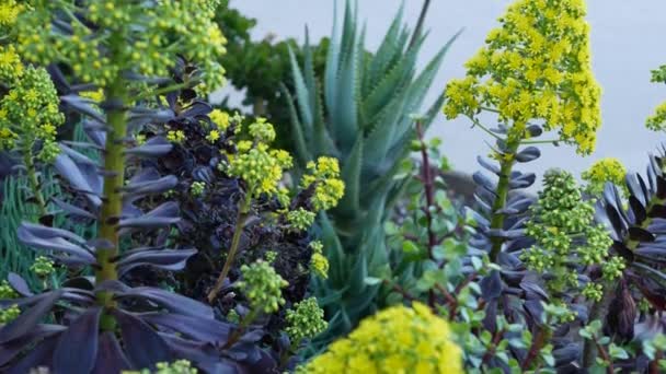 Aeonium arboreum houseleek ağacı sarı çiçek, Kaliforniya, ABD. İrlanda gülü koyu sulu şişkinlik. Evde bahçıvanlık, Amerikan dekoratif ev bitkisi, doğal botanik çöl atmosferi. — Stok video