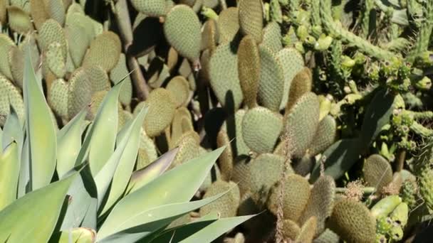 Cactus lezat tanaman, California Amerika Serikat. Flora gurun, iklim kering bunga alami, botani dekat latar belakang. Hijau ornamental tanaman rumah tangga yang tidak biasa. Berkebun di Amerika, tumbuh dengan gaharu dan agave — Stok Video