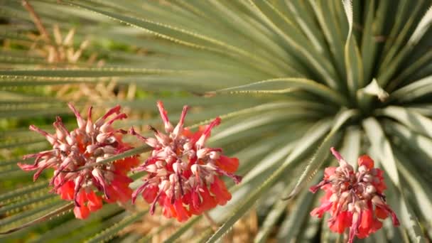 Lucky bells pink flower in garden, California USA. Mother of thousands springtime bloom, meadow romantic botanical atmosphere, delicate mexican hat kalanchoe plant blossom. Coral salmon spring color — Stock Video