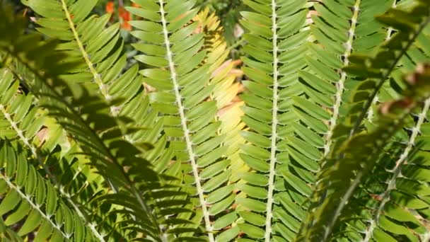 美国加利福尼亚州森林中的Cycad fern叶子。绿色新鲜多汁的天然植物叶子.头状花序或杜鹃科，棕榈郁郁葱葱的叶子。热带雨林森林大气园林设计 — 图库视频影像