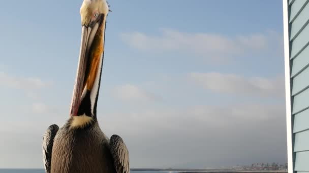 Wilder brauner Pelikan auf einem Pier am kalifornischen Ozeanstrand USA. Küstenpelecanus, großer Vogel. Großer Schnabel — Stockvideo