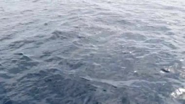 Özgürlük içinde yunuslar sürüsü, Pasifik Okyanusu mavi suyu. Denizdeki vahşi hayvanlar okulu. Kaliforniya ABD.