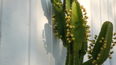 Kaktüs sulu bitki, California USA. Çöl bitkisi, kurak iklim doğal çiçek, botanik yakın plan. Yeşil süslemeli sıra dışı ev bitkisi. Amerika 'da bahçıvanlık, aloe ve agave ile büyür