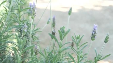 Leylak lavanta çiçeği çiçeği, doğal botanik yakın plan. Bahar sabahı bahçesinde mor çiçek, California, ABD 'de ev bahçesi. Leylak ilkbaharı florası. Yumuşak odak noktasında mor kır çiçeği.