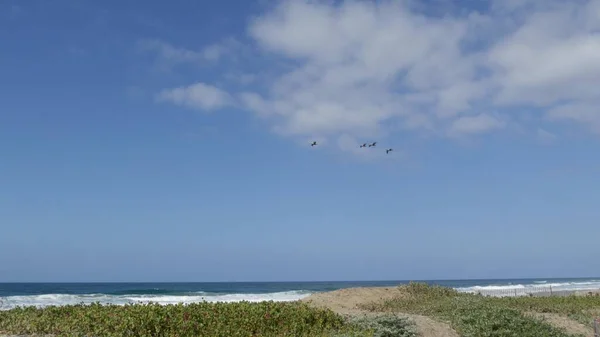 Pelicans fly in sky, California pacific coast USA. Birds and ocean beach. Flock of pelecanus in air. — Stock Photo, Image