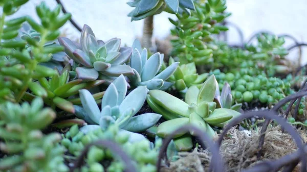 Colección de plantas suculentas, jardinería en California, EE.UU. Diseño de jardín casero, diversidad de varias gallinas y pollitos botánicos. Surtido de mezcla de plantas ornamentales decorativas de la echeveria, floricultura —  Fotos de Stock