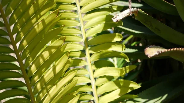 Cycad eğreltiotu yaprakları California, ABD 'de. Yeşil, sulu, doğal botanik yaprakları. Ensefalartos ya da zamiaceae dioon palmiye yeşilliği. Tropik yağmur ormanları orman atmosfer bahçesi tasarımı — Stok fotoğraf