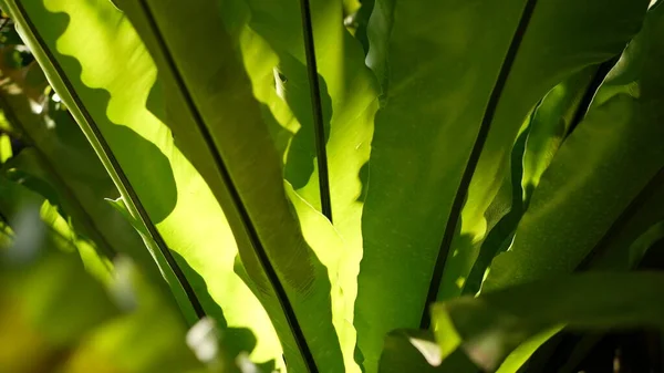 Fåglar häckar ormbunkar mörkgröna blad. Exotisk tropisk amazon djungel regnskog, snygg trendig botanisk atmosfär. Naturlig frodig lövverk levande grönska, paradis estetik. Asplenium nidus plantblad — Stockfoto