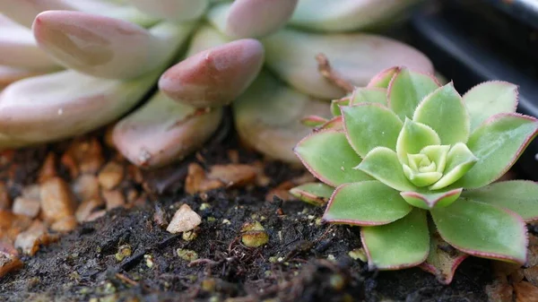 Succulent növények gyűjtése, kertészkedés Kaliforniában, USA. Lakáskerttervezés, különféle botanikus tyúkok és csibék változatossága. Dekoratív díszítő echeveria szobanövények válogatott keveréke, virágtermesztés — Stock Fotó