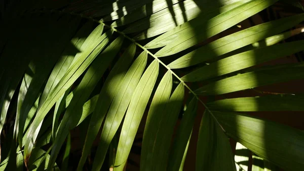 Jungle exotique forêt tropicale atmosphère tropicale. Feuilles de fronde juteuses fraîches de palmier dans la forêt amazonienne ou le jardin. Contraste vert naturel foncé feuillage luxuriant. Un écosystème à feuilles persistantes. Paradis fond esthétique — Photo