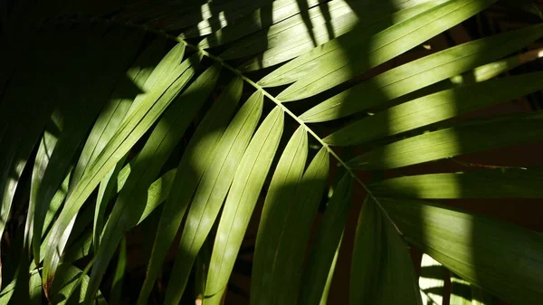 Hutan hujan eksotis tropis suasana. Daun daun palem segar di hutan amazon atau taman. Kontras dengan tanaman hijau alami gelap yang subur. Ekosistem Evergreen. Latar belakang estetika surga — Stok Foto