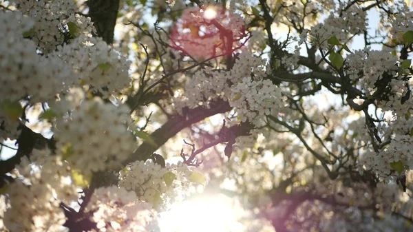 Flor blanca primaveral de cerezo, California, EE.UU. Delicadas flores de sakura tiernas de pera, manzana o albaricoque. Ambiente romántico fresco de primavera, flor botánica pura, enfoque suave bokeh. —  Fotos de Stock