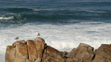 Okyanus dalgaları ve kayalar, Monterey, Kuzey Kaliforniya, ABD. Big Sur 'a 17 mil mesafede, Pasifik Sahil Otobanı' ndaki sahil golf turistik tesisi. Çakıl Sahili 'nin su ve deniz esintisi. Yolculuk