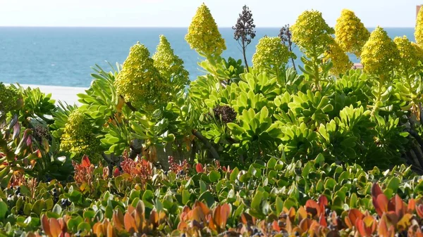 アメリカカリフォルニア州のイエオニウムの樹木の黄色の花。アイルランド産のバラ多肉植物。ホームガーデニング、アメリカの装飾住宅植物、自然植物海洋ビーチの雰囲気 — ストック写真