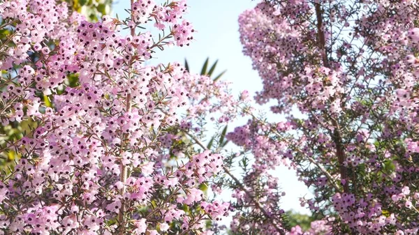 Heath tree pink flowers, California USA. Erica arborea briar root springtime bloom. Home gardening, american decorative ornamental houseplant, natural botanical atmosphere. Lilac mauve spring blossom — Stockfoto