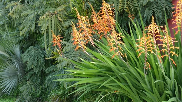 Flor de flor de naranja bandera africana, Chasmanthe Floribunda fondo botánico natural. Floración exótica en el jardín, jardinería en California, EE.UU. Flora viva y follaje exuberante. Colores de plantas jugosas vibrantes — Foto de Stock