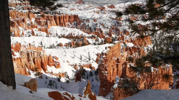 Bryce Canyon en hiver, neige dans l'Utah, USA. Hoodoos en amphithéâtre, relief érodé, point de vue panoramique. Formation orange unique. Grès rouge, pin résineux ou sapin. Eco tourisme en Amérique — Photo