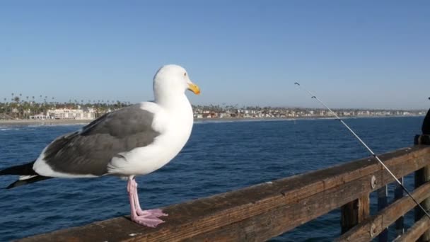 Angelgerät oder Ausrüstung am Steg. Kalifornien, USA. Seemöwe Vogel, Rute oder Spinnen. — Stockvideo