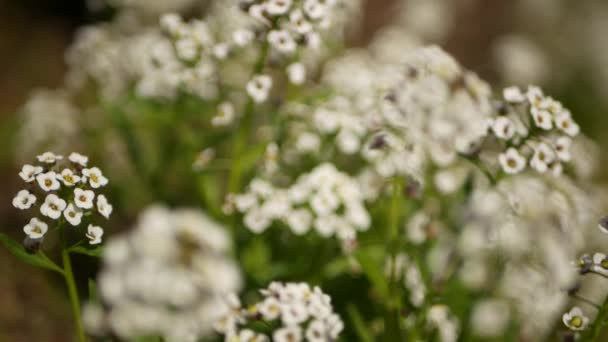 カリフォルニア州の庭で公開白い花を咲かせます。春の牧草地ロマンチックな雰囲気、朝の繊細な純粋な緑。春の新鮮な庭や柔らかい焦点でのリース。天然植物の花を閉じます — ストック動画