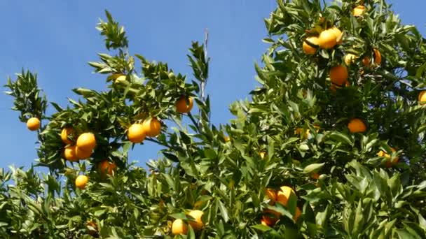 Pomarańczowy owoc cytrusowy na drzewie, Kalifornia USA. Wiosenny ogród, amerykańska plantacja gospodarstw rolnych, ogrodnictwo zagrodowe. Soczyste świeże liście, egzotyczne tropikalne zbiory na gałęzi. Wiosenne niebo — Wideo stockowe